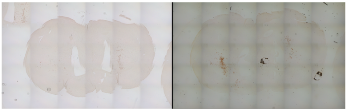 Delivery of unmodified, phosphorothioate (PS)-stabilized crRNA with ...